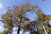 Chênes sessiles en automne en forêt d'Armainvilliers