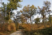 Forêt d'Armainvilliers en automne Seine-et-Marne France