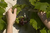 Effeuillage du raisin "Muscat de Hambourg" en septembre