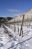 Vignoble d'Alsace  Rangen à Thann  ; Vignoble sur terroir volcanique