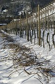 Vignoble d'Alsace en hiver  Rangen à Thann