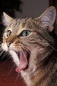 Portrait d'une chatte baillant