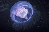 Méduse aurelia aurite sous l'eau Méditerranéee