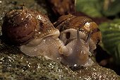 Accouplement d'Escargots Petit Gris et respiration France ; L'abouchement des organes sexuels est bien visible. De même que le pneumostome. Chez les Mollusques pulmonés terrestres, la cavité palléale qui contient le poumon s'ouvre par un étroit orifice, le pneumostome.