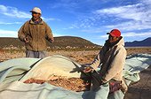 Séparation des graines de Quinoa de la tige Bolivie