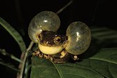Golden-eyed tree frog inflating its vocal sac ; French Guiana
