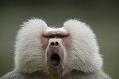 Hamadryas baboon yawning Portrait Amiens Zoo France
