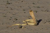 Cobra du Cap agressif Kalahari Gemsbok RSA