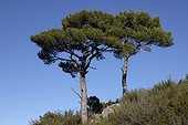 Salzmann's Pine at Saint-Guilhem le Désert