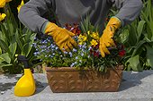 Suppression des fleurs fanées dans une jardinière en avril