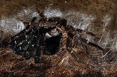 Mue d'une Mygale dégagée de son exuvie Brésil