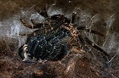 Mue d'une Mygale quasiment dégagée de son exuvie Brésil