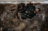 Mue d'une Mygale en partie dégagée de son exuvie Brésil