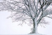 Oak tree in a snow storm Haute-Savoie France