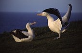 Albatros hurleur mâle paradant devant une femelle Crozet