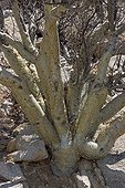 Gommier en zone désertique Arizona Etats-Unis