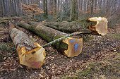 Grumes de Chêne sessile en forêt de Bercé Sarthe