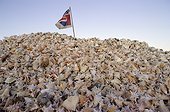 Pile of conches eaten widely in Bonaire