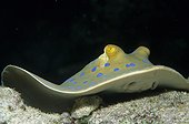 Bluespotted ribbontail ray Red Sea Egypt