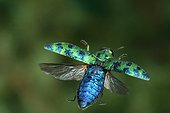 Flying beetle Puy de Dome France