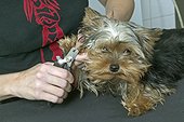 Yorkshire se faisant couper les ongles sur une table