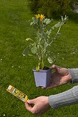 Lecture des instructions du chromo d'un godet d'arctotis