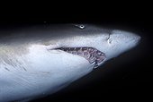 Portrait de Requin taureau Nouvelle-Galles du Sud Australie