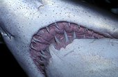 Gueule de Requin taureau Nouvelle-Galles du Sud Australie