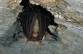  Oreillard roux suspendu dans une grotte France