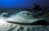 Diver & common stingray covered with sand Mozambique