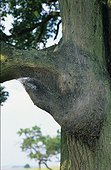 Processionnaires du Chêne sur un arbre France