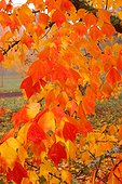 Maple tree in autumn ; National Arboretum of Les Barres
