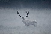 Red deer in the mist Denmark