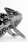 Caméléon  Studio