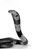 Black and white-lipped Cobra in defense position