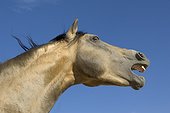 Portrait  de Cheval lusitanien hennissant