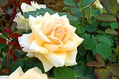 Rose moderne "Rustica" ; Synonymes : "Yellow Dagmar Hastrup" , "Topaz Jewel" , "Yellow Frau Dagmar Hartopp"