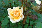 Rose moderne "Rustica" ; Synonymes : "Yellow Dagmar Hastrup" , "Topaz Jewel" , "Yellow Frau Dagmar Hartopp"