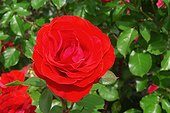 Rose buisson à fleurs groupées "Satellite"