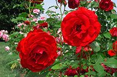 Rose buisson à fleurs groupées "Satellite"