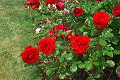 Rose buisson à fleurs groupées "Satellite"