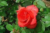 Rose "Satellite" ; Rosier moderne. Buisson à grandes fleurs