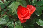 Rose "Satellite" ; Rosier moderne. Buisson à grandes fleurs