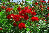 Roses "Scarlett Meillandecor" ; Synonyme : "Scarlett Meidiland". Rosier moderne