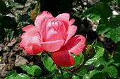 Roses "Testa Rossa" ; Synonymes : "Holsteinperle" "Heidi Kabel". Rosier moderne. Buisson à grandes fleurs