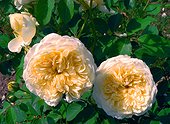 Roses "The Pilgrim" ; Rosier moderne.