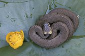Couleuvre à collier en repos sur une feuille de nénuphar