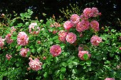 Roses "Palissade Rose" ; Synonyme : "Heidekönigin", "Pheasant". Arbuste couvre-sol. Rosier moderne