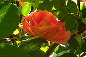 Rose "Papy Delbard" ; Rosier moderne