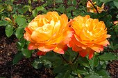 Roses "Pareo" ; Rosier moderne. Buisson à fleurs groupées